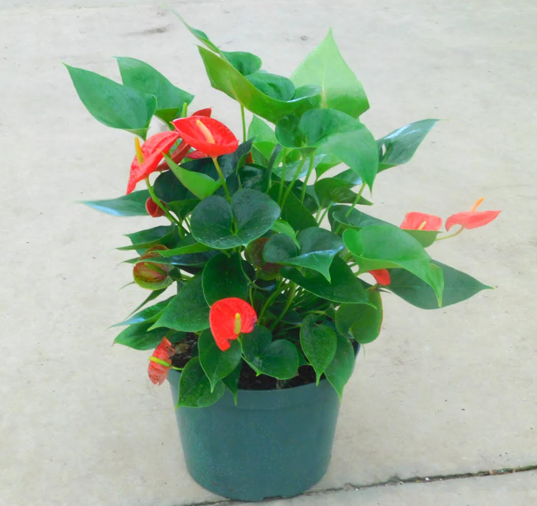 10" Anthurium Red